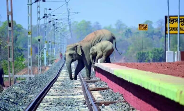 Goods train stopped to enable elephant