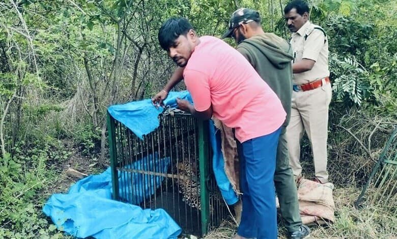 Leopard captured near Hyderabad