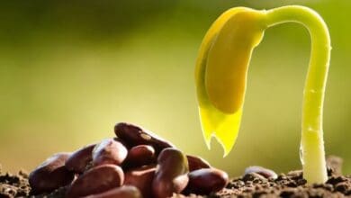 Sri Konda Laxman Telangana State Horticultural University to provide high quality and high yielding horticultural seeds to farmers.