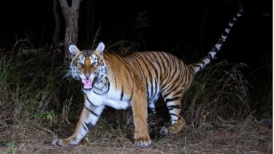 Tiger population at Amrabad goes up from 33 to 36, females dominate