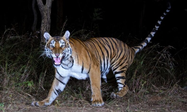 Tiger population at Amrabad goes up from 33 to 36, females dominate
