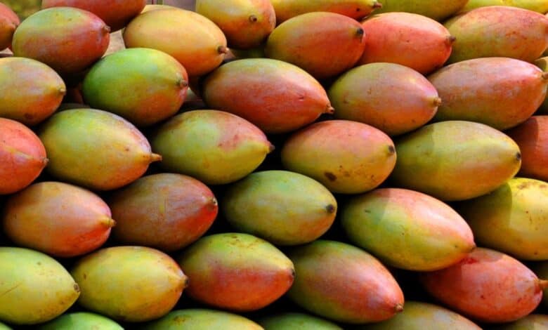 Andhra mango crisis: Farmers seek TTD help amid crashing prices and oversupply