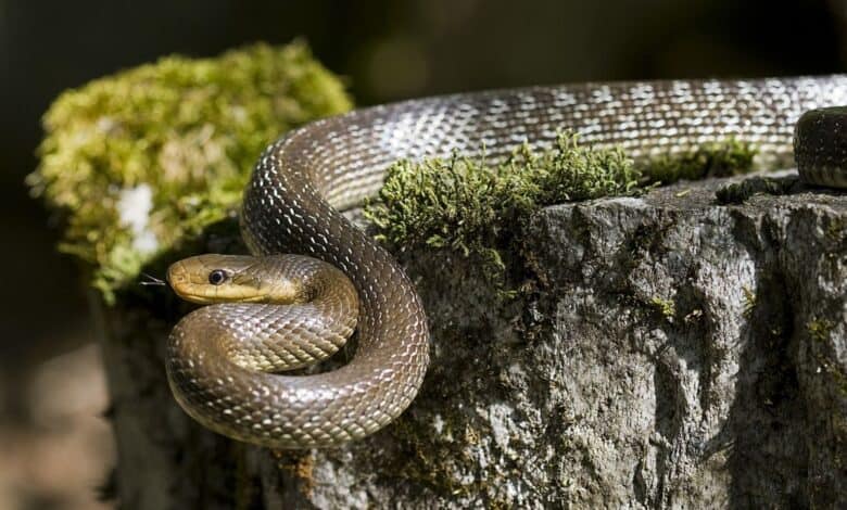 rat snake