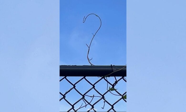 The question mark on the fence; what Nature asks us each morning?