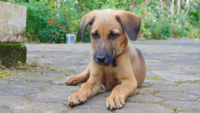 Photo of an indie puppy for adoption drive in Hyderabad park story