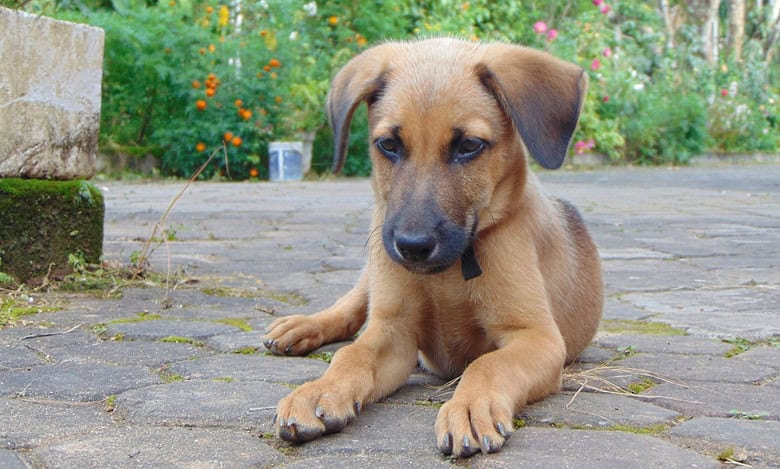 Photo of an indie puppy for adoption drive in Hyderabad park story
