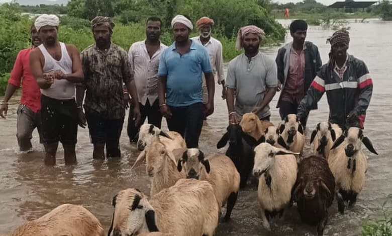 The image shows shepherds and their sheep reaching the shore safely after being rescued from an island after a sudden rise in water level in a local stream in Bichkunda mandal of Kamareddy district on Monday, August 18, 2025.