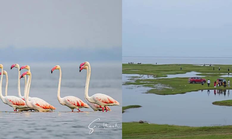 Discover backwaters of Telangana, just 200 km from Hyderabad