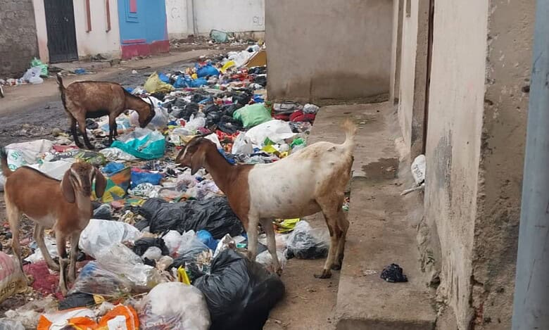 Goats feed on garbage gump in the Bandlaguda area of Hyderabad