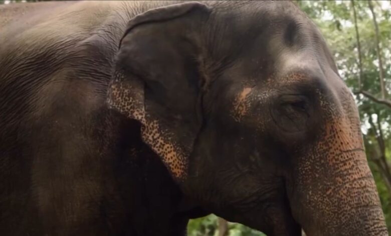 Temple elephant Mahadevi in Vantara