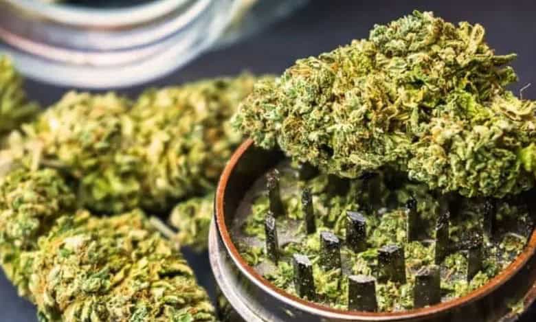 A representational iamge for Ganja