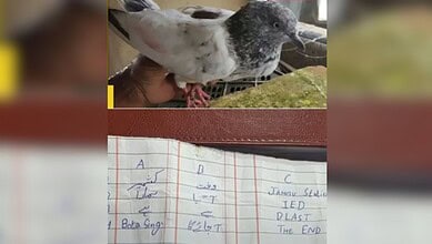 A pigeon was found with a threatening note that read: "Jammu Station IED Blast" at the Indo-Pak border