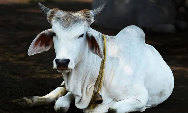 cow