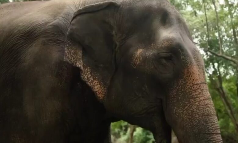 Elephant used in Hyderabad procession for Muharram moved to Vantara from Kolhapur mutt
