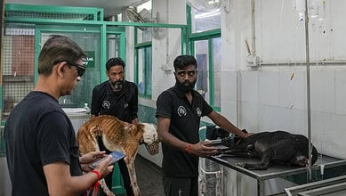 Stray dogs issue in Delhi-NCR
