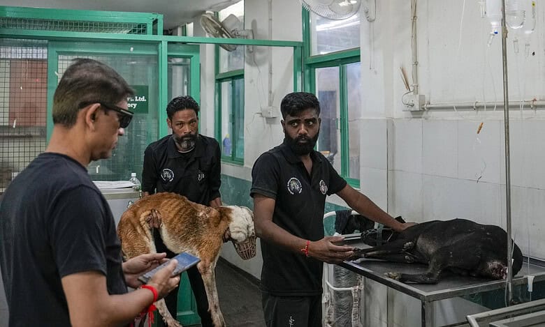 Stray dogs issue in Delhi-NCR