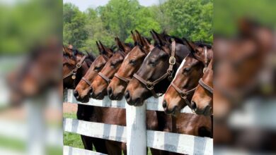 Racing horses from Hyderabad die at Jabalpur stud farm