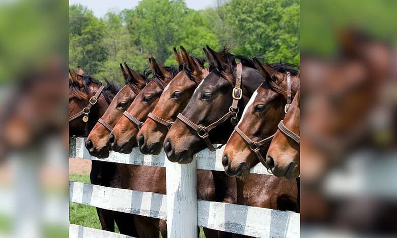Racing horses from Hyderabad die at Jabalpur stud farm