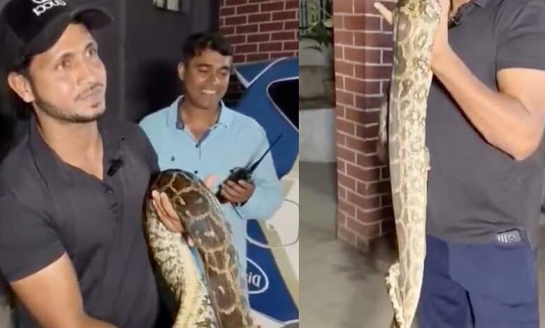 Snake catcher holds the python