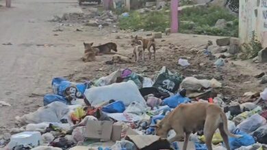 Large garbage pile up attract street dogs at Wadi e Saleheen residential area Hyderabad
