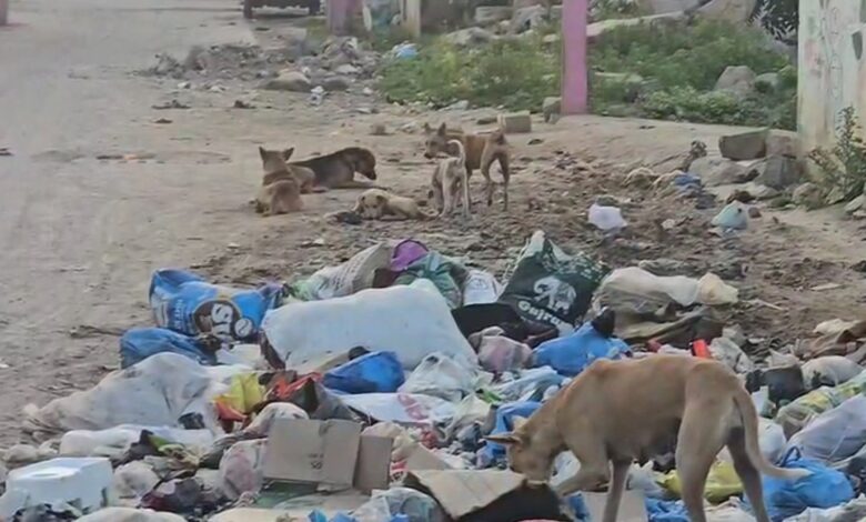 Large garbage pile up attract street dogs at Wadi e Saleheen residential area Hyderabad