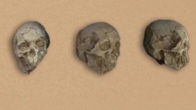 Three ancient human skulls displayed in a row against a beige background.