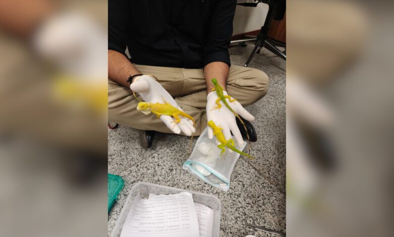 Customs department seizes exotic wildlife at Hyderabad airport