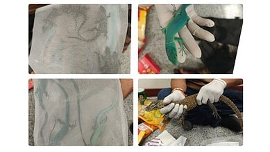 Exotic lizards recovered at Hyderabad airport