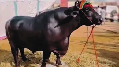 Rs 24 crore buffalo, Anmol