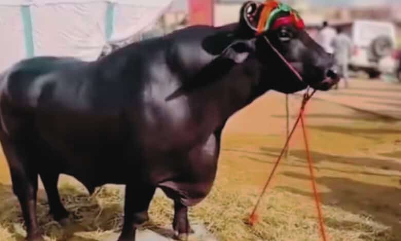 Rs 24 crore buffalo, Anmol