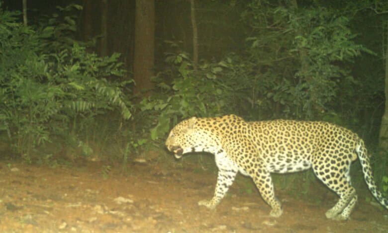 57-year-old woman mauled to death by leopard in UP village, locals hold protest