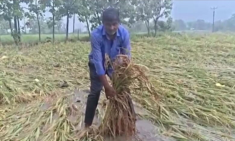 Warangal farmer's paddy crop damaged due to incessant rains in Madannapet village of Narsampet mandal.