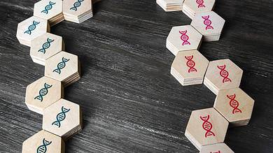 blocks representing genetic comparative study