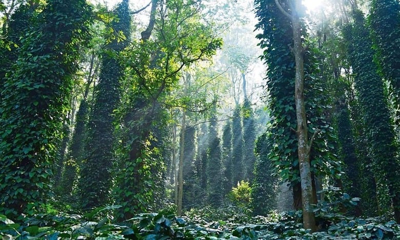 Araku Valley: Must-visit closest coffee destination to Hyderabad
