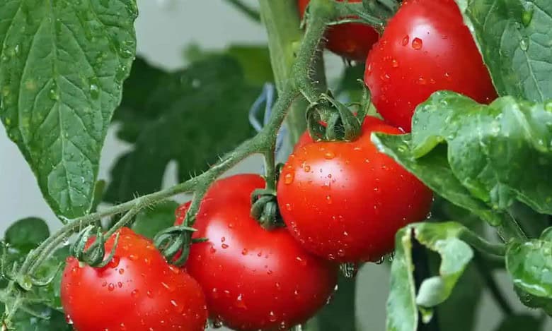 Tomato