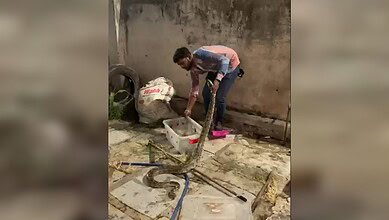 Snake catcher Syed Taqi catches a four-foot Rock Python spotted near City College in Hyderabad on Tuesday