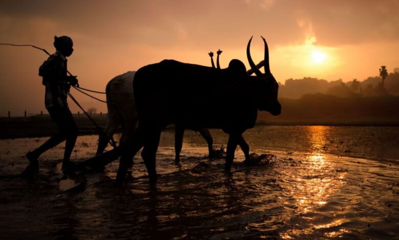 Indian farmer