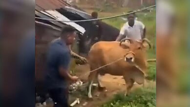 A Hindutva worker drags a cow out of its shed in Odisha