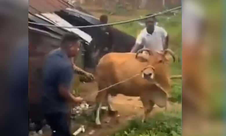 A Hindutva worker drags a cow out of its shed in Odisha