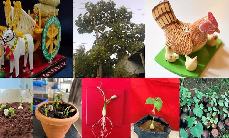 Telangana Poniki tree