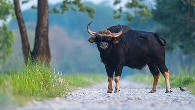 India Gaur