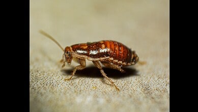 Close-up image of a small brown cockroach on a surface.
