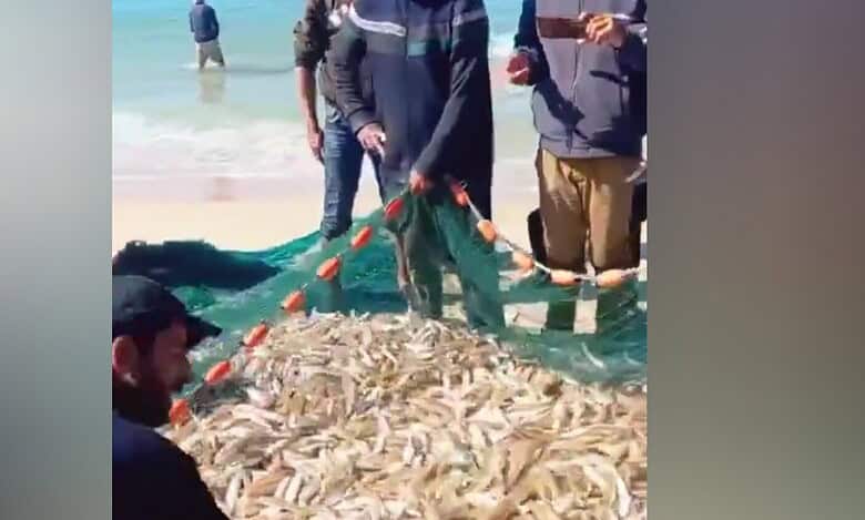 Gaza fishermen pull in a net full of fish on the beach