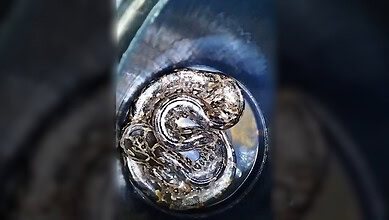 12-foot python spotted in front of a Vishakapatnam home