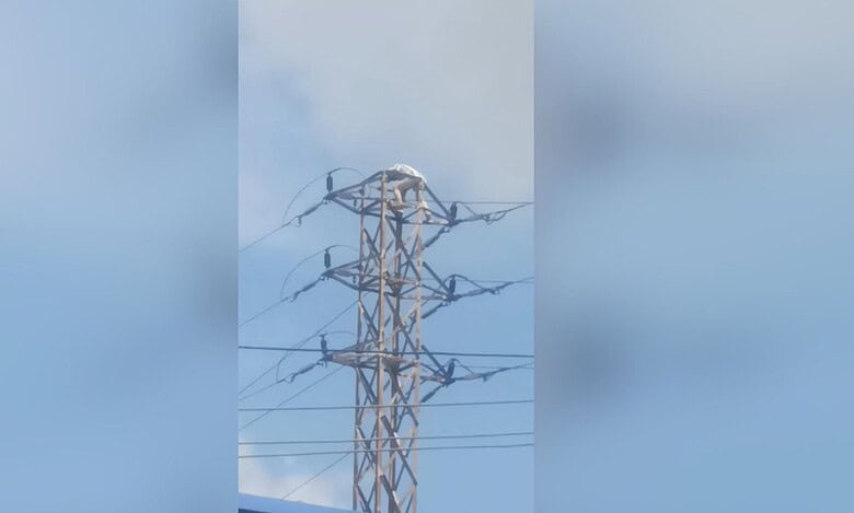 Man climbs electric pole in Hyderabad