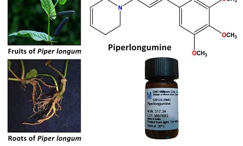 long pepper Piperlongumine colon cancer treatment