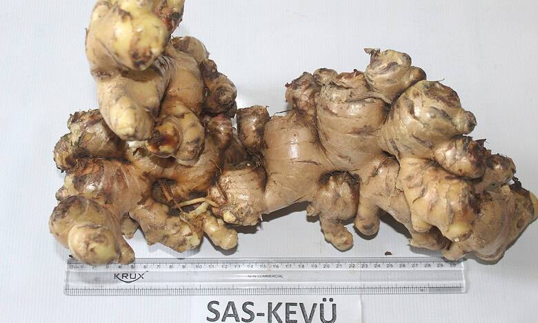 new ginger variety developed by nagaland university