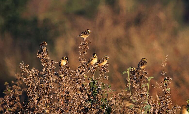 Image of Tipai wildlife resirt