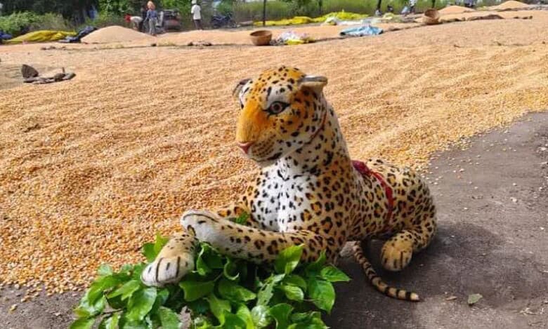 Stuffed tiger placed in field by Jagtial farmer