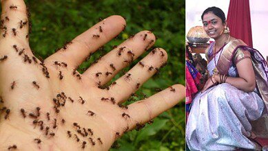 ants
